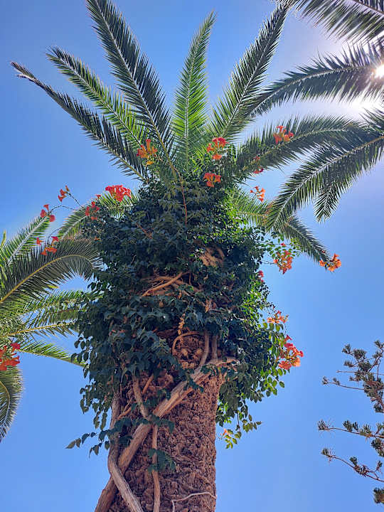 Gartenanlage allsun Hotel Malia Beach