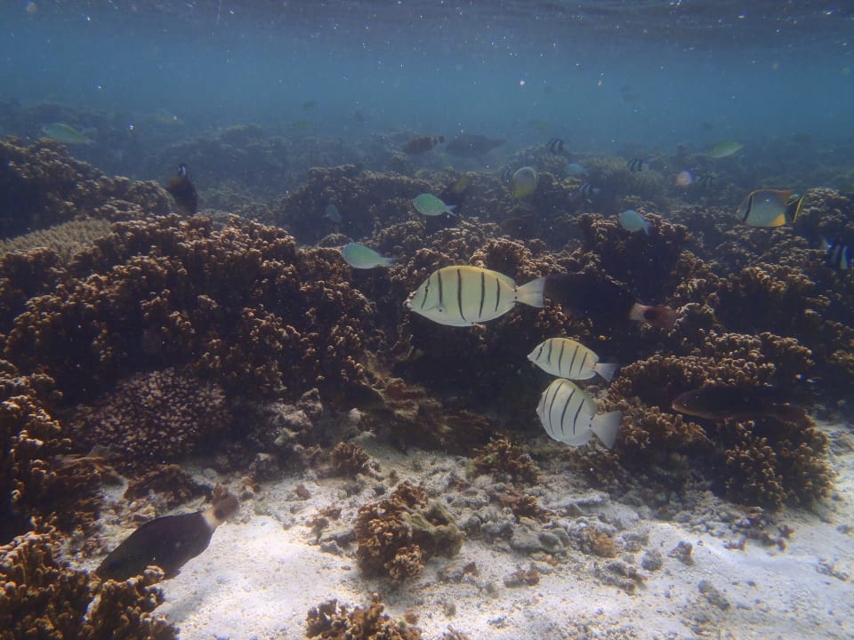 Strand Shandrani Beachcomber Resort & Spa