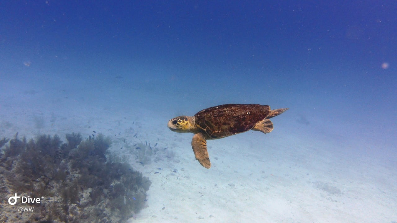 Sport & Freizeit Akumal Bay Beach & Wellness Resort