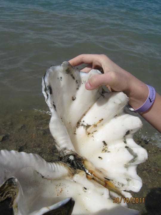 Ракушка Pickalbatros Alf Leila Wa Leila Resort - Neverland Hurghada