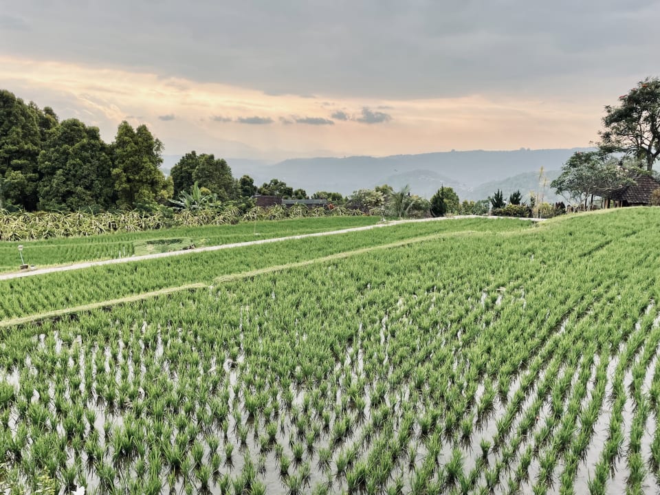 Ausblick Puri Lumbung Cottages