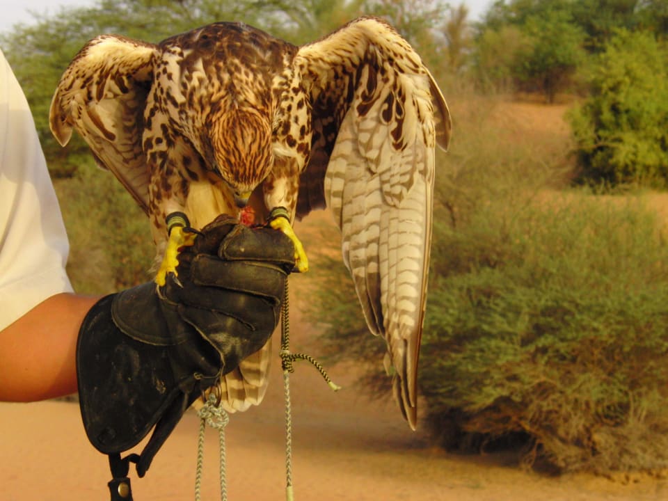 Falke nach Freiflug Al Maha, A Luxury Collection Desert Resort & Spa