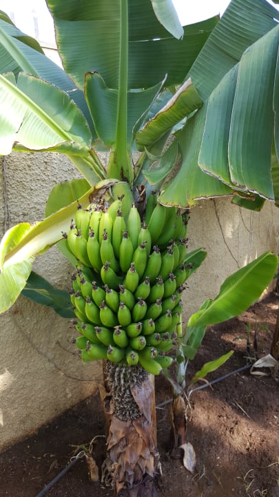 Außenansicht HL Miraflor Suites Hotel