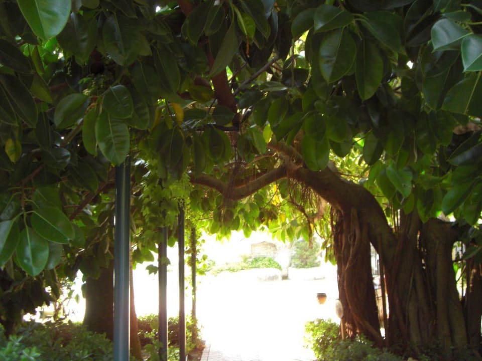 Garten  Side Star Elegance