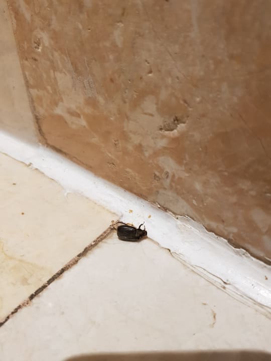Ein verirrtes Insekt.. musste leider sterben Hotel Kalithea Mare Palace