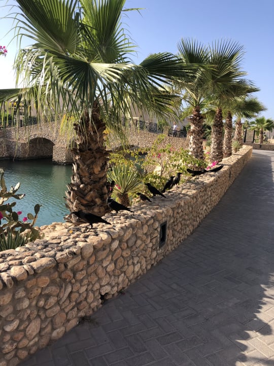 Gartenanlage Salalah Rotana Resort