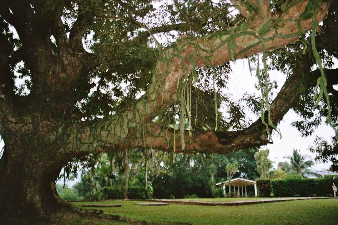 Garten des Hotels Hotel Mision Palenque