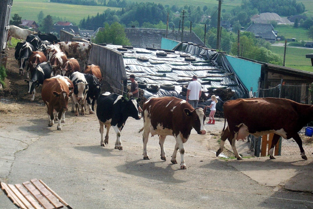 Kühe werden in den Stall getrieben Kinderbauernhof Wilmershof