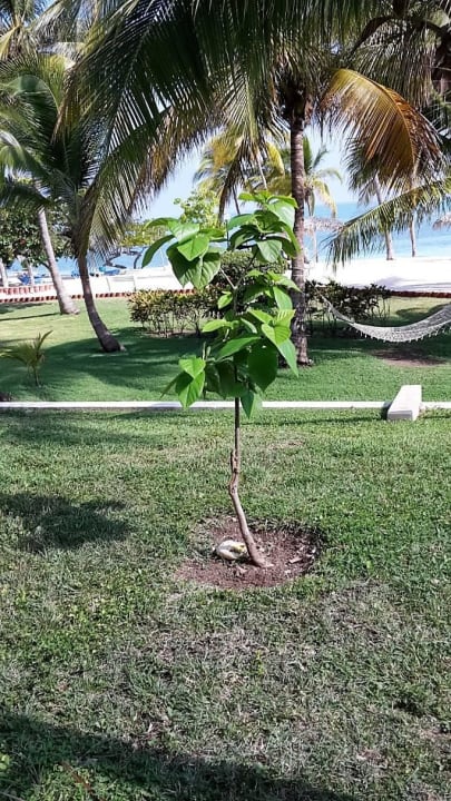 Direkt am Strand Brisas Guardalavaca Hotel & Villas