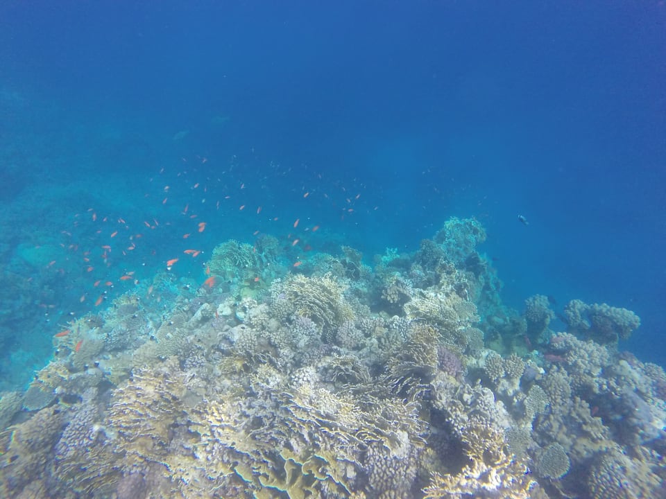 Sport & Freizeit Novotel Marsa Alam Beach Resort