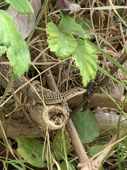 Gartenanlage Aldiana Club Rocca Nettuno Calabria