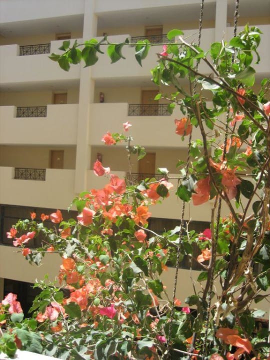 Innenhof... SUNRISE Holidays Resort (Adults Only)