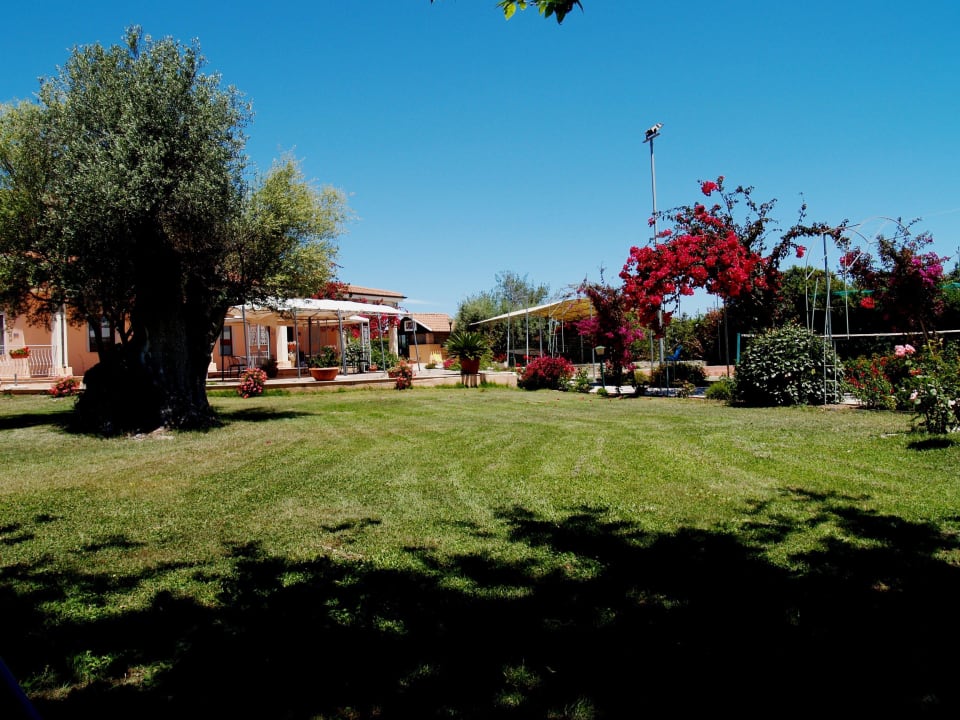 Olivastro millenario Hotel Baja Azzurra