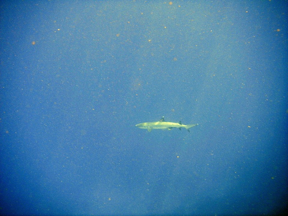 Hai-Schnorcheln Eriyadu Eri Maldives