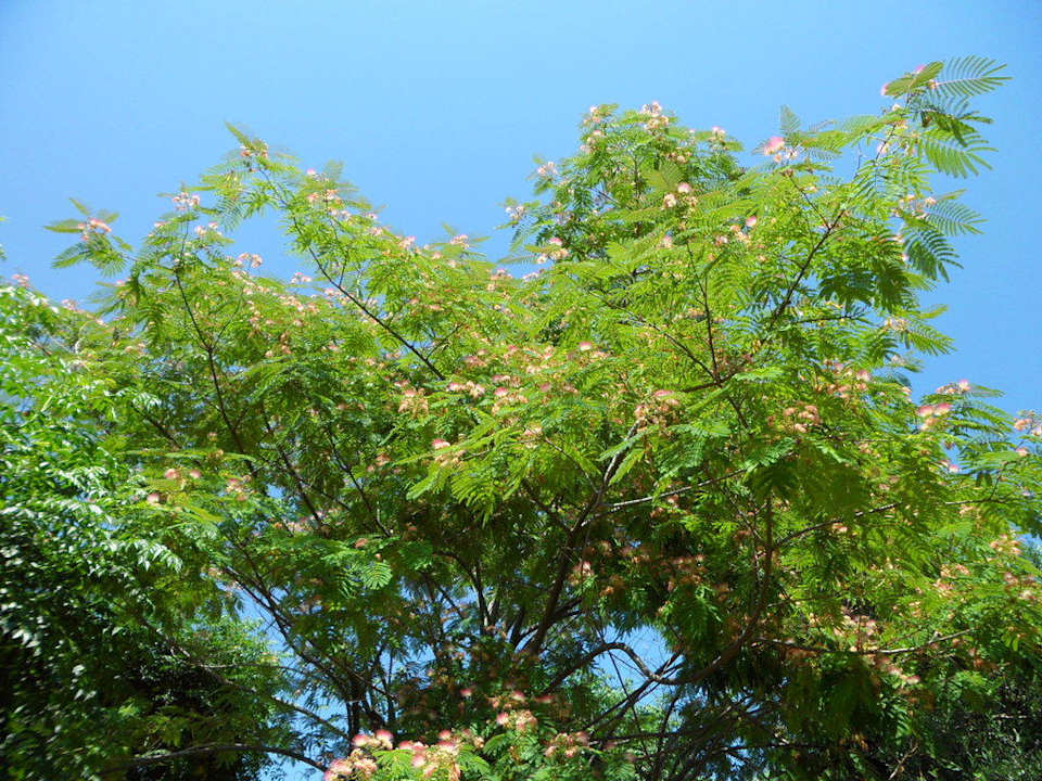 Blühende Bäume zwischen den Pfaden Can Garden Beach
