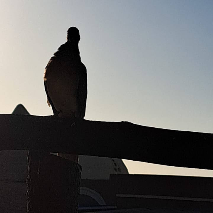 Zimmer Pickalbatros Villaggio Resort - Portofino