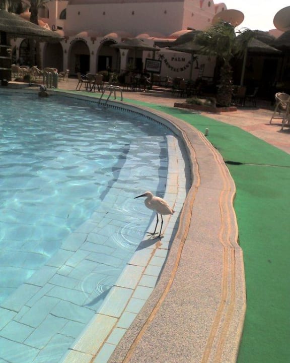 Ospite in piscina Shams Alam Beach Resort