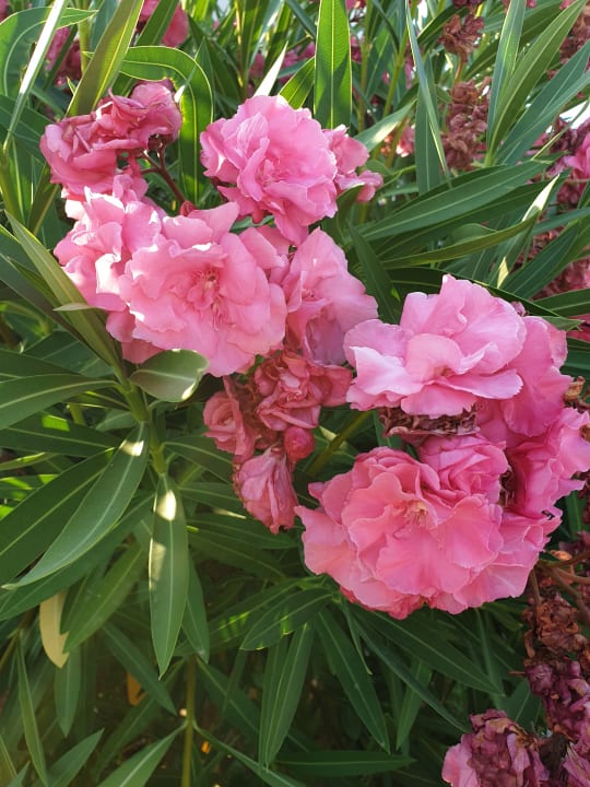 Sonstiges Anemos Luxury Grand Resort