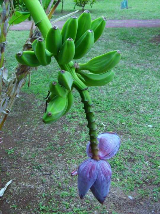 Bananenpflanze Sol Hicacos Varadero