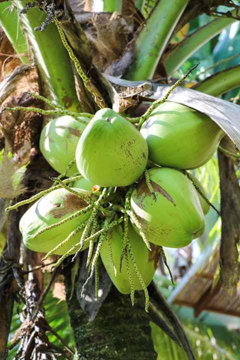 Kokosnüsse Hotel Tanjung Inn Villa de Fedelia