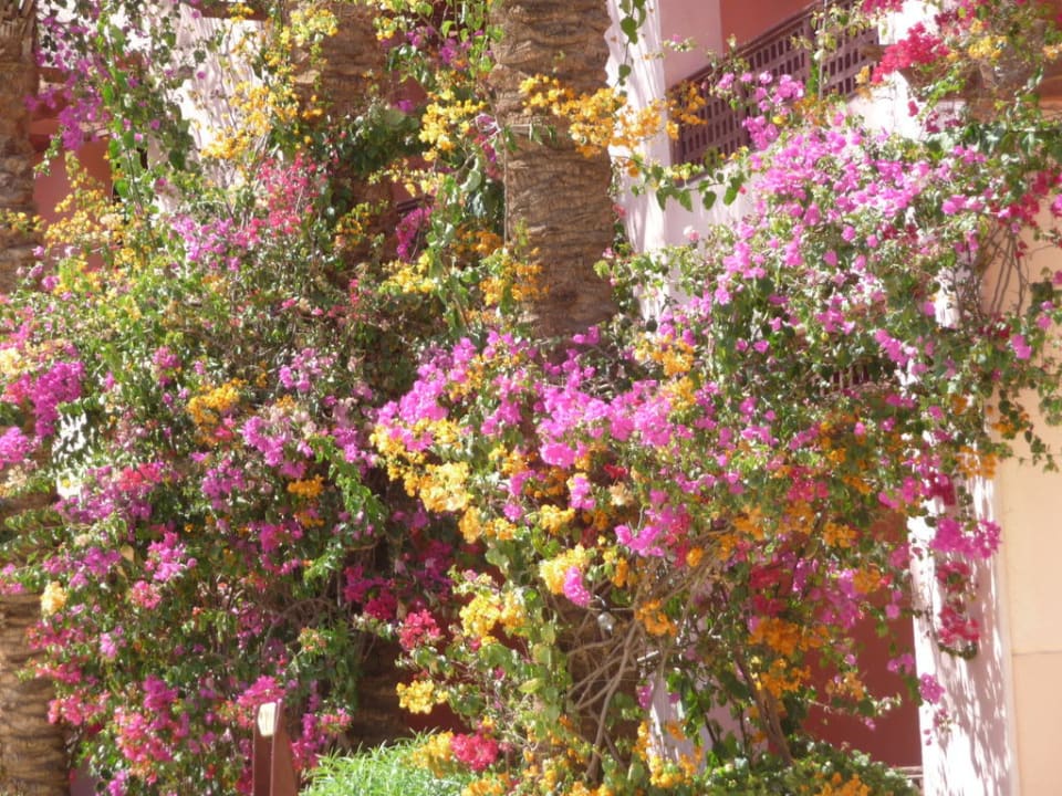 Blühende Mauern im Golden 5 Club Blend Club Aqua Resort