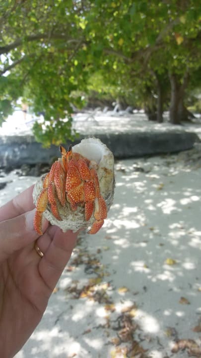 Ein Strandgast Adaaran Select Hudhuran Fushi - Premium All Inclusive