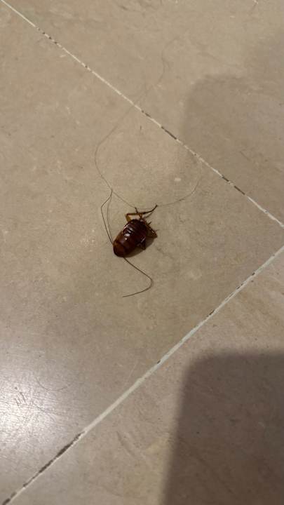 Zimmer TUI MAGIC LIFE Africana