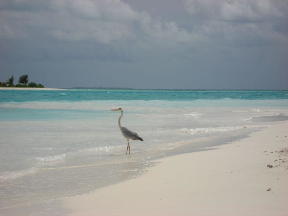 Strand Meeru Maldives Resort Island