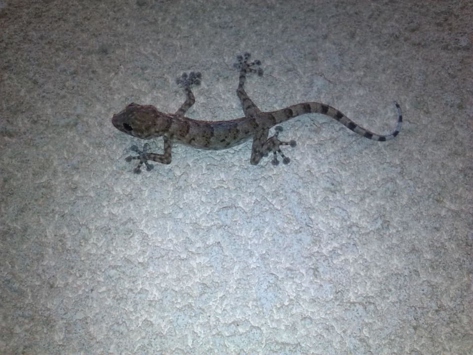 Gecko Prima Life Makadi Resort