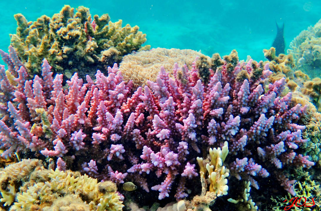 Sport & Freizeit Hotel Gorgonia Beach Resort