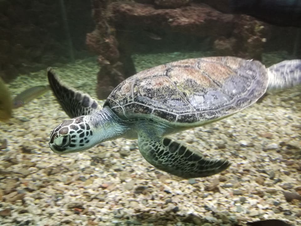 Sport & Freizeit Bella Vista Resort Hurghada