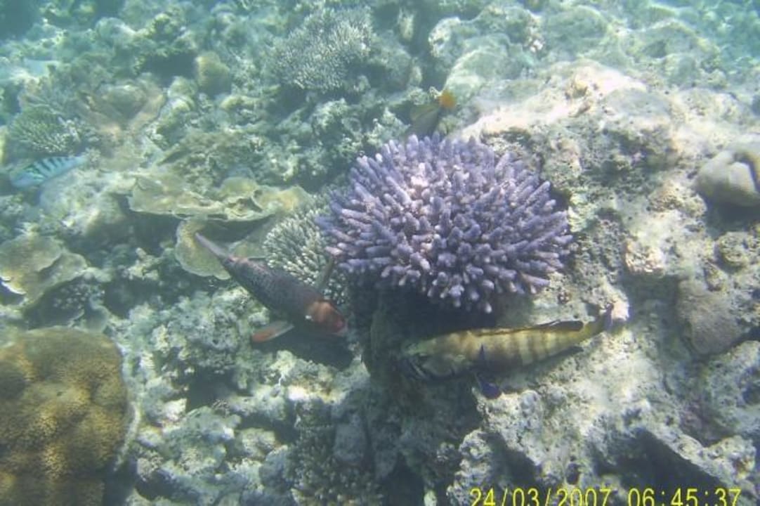 Was die sich wohl erzählen? Eri Maldives