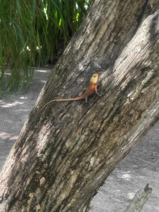 Sonstiges Adaaran Select Meedhupparu Island Resort - Premium All Inclusive