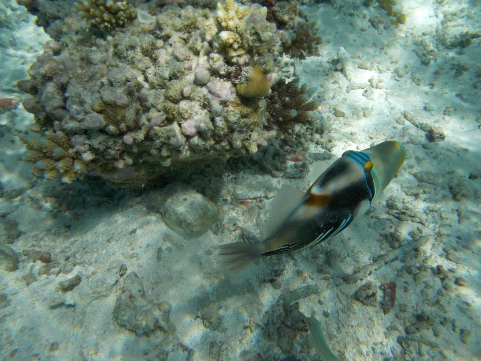 Am Hausriff Summer Island Maldives