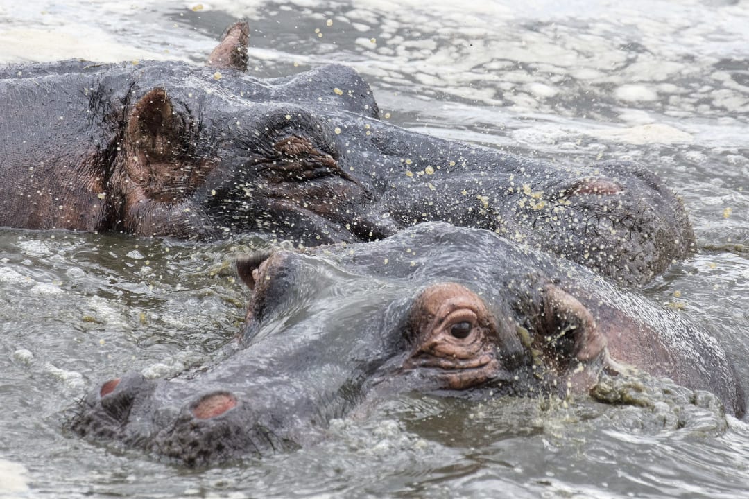 Sport & Freizeit Melia Serengeti Lodge