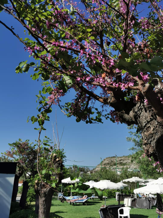 Gartenanlage Hotel Calypso Beach