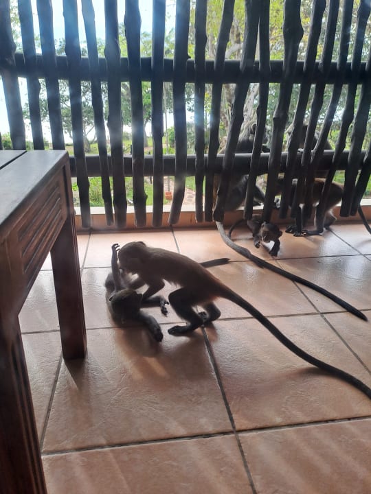 Gartenanlage Baobab Beach Resort & Spa