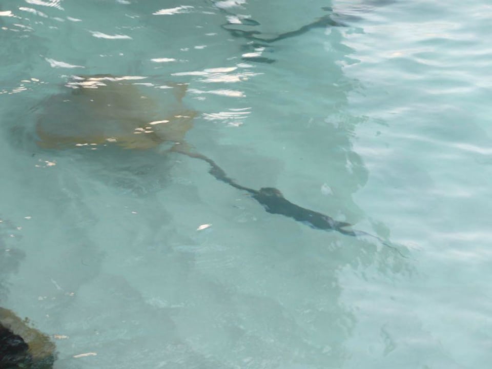 kleiner Rochen Summer Island Maldives