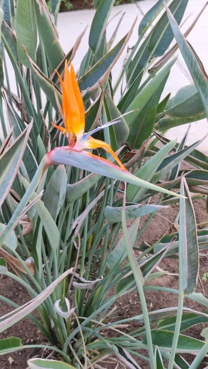 Gartenanlage Stella Beach Resort & Spa Makadi Bay