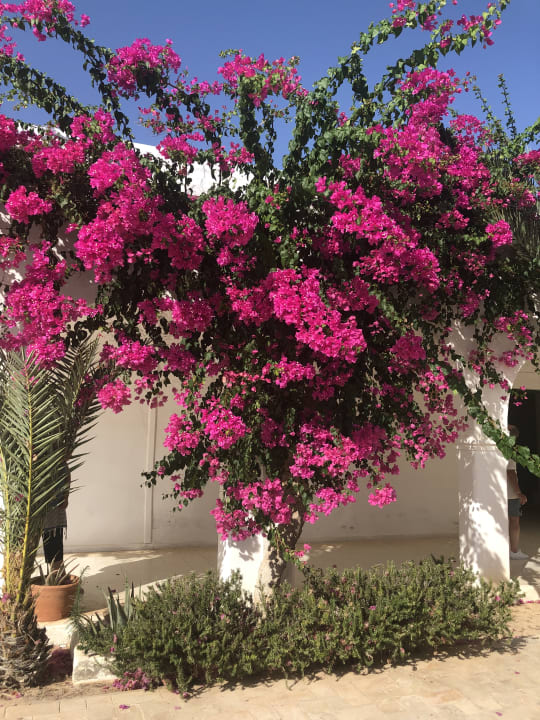 Gartenanlage Hotel El Mouradi Djerba Menzel