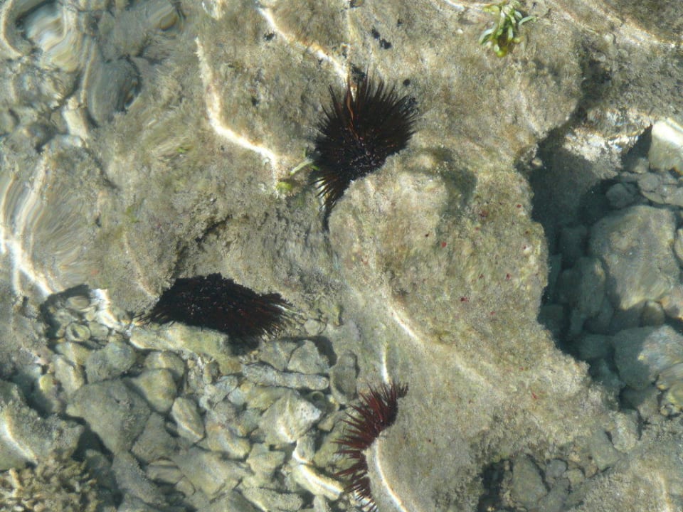Seeigel im "Watt" JAZ Aquamarine Resort