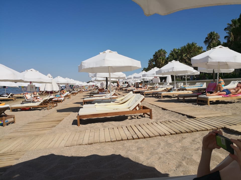 Strand Acanthus Cennet Barut Collection