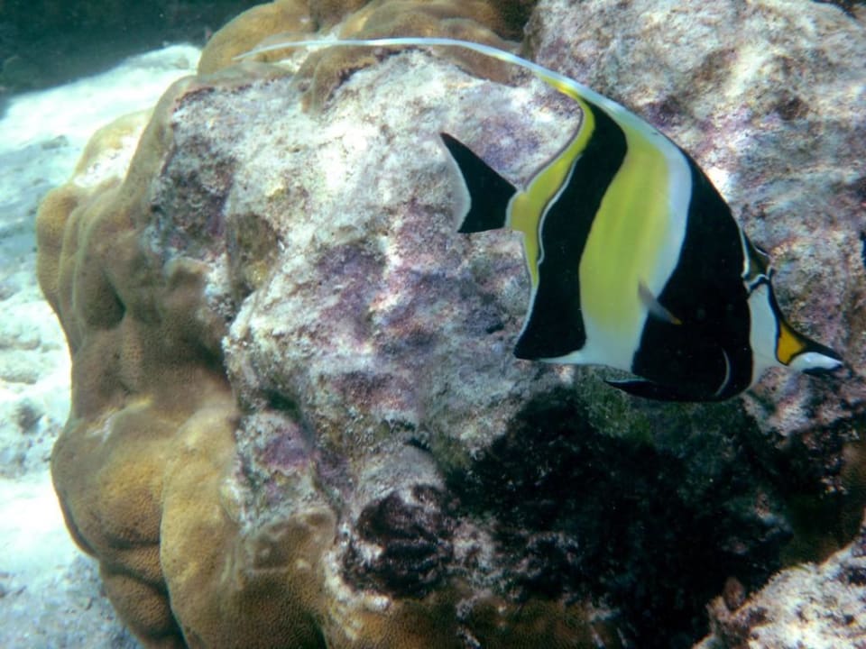 Halfterfisch Adaaran Select Meedhupparu Island Resort - Premium All Inclusive