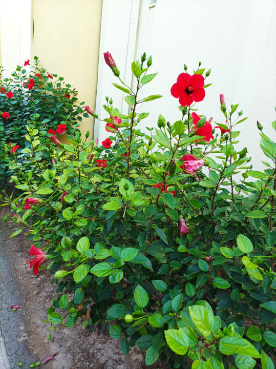 Gartenanlage VONRESORT Golden Beach