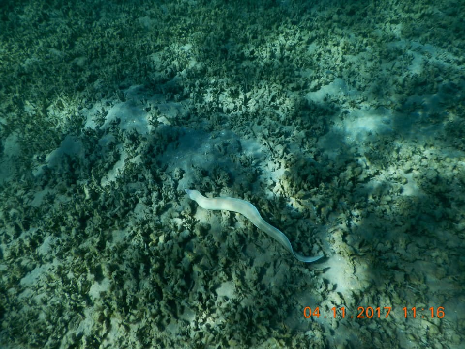 Strand Cleopatra Luxury Resort Makadi Bay