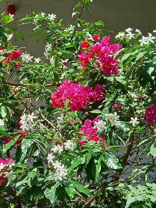 Gartenanlage Hotel Kiwengwa Beach Resort