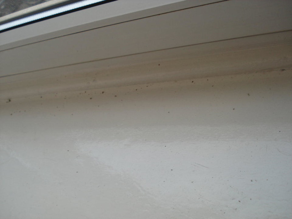 Tote Tiere auf der Fensterbank Hotel Garni Nord