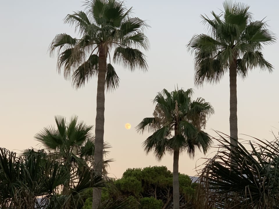 Gartenanlage Calimera Sirens Beach