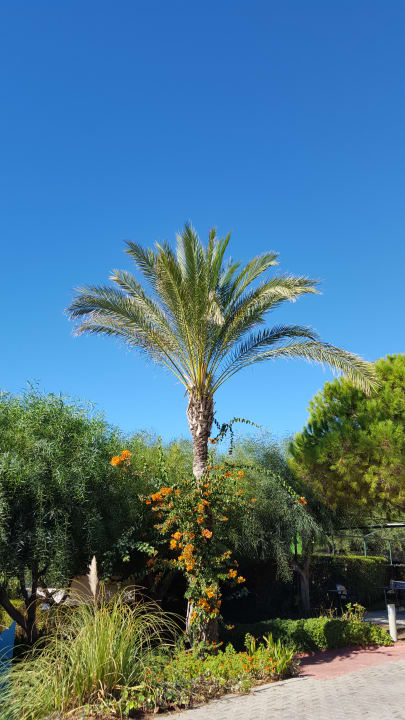 Gartenanlage Side Sun Hotel