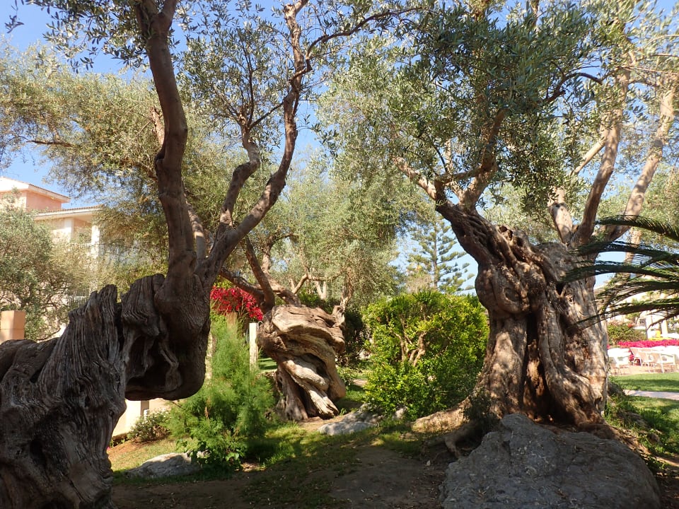 Gartenanlage Playa Garden Selection Hotel & Spa